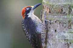 Black-cheeked-Woodpecker
