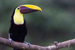 Black-mandibled-Toucan-I