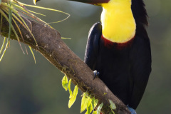 Black-mandibled-Toucan-II
