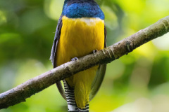 Black-throated-Trogon