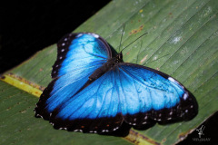 Blue-Morpho-I