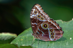 Blue-Morpho-II