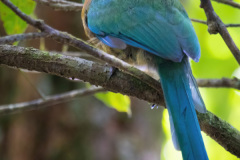 Blue-crowned-Motmot