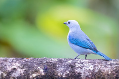 Blue-gray-Tanager-II