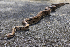 Boa-Constrictor