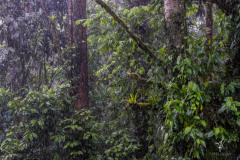 Braulio-Carillo-National-Park-III