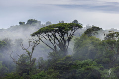 Braulio-Carillo-National-Park-IV