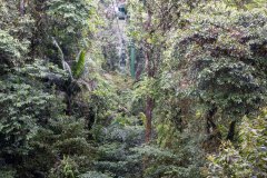 Braulio-Carillo-National-Park-VI