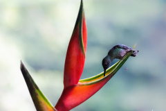 Bronze-tailed-Plumeleteer-II