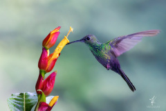 Bronze-tailed-Plumeleteer-III