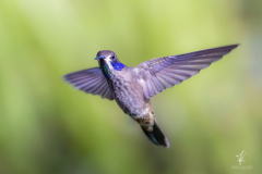 Brown-Violetear-I
