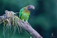 Brown-hooded-Parrot-I