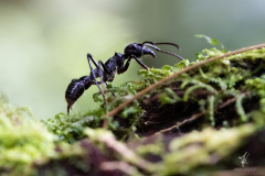 Bullet-Ant