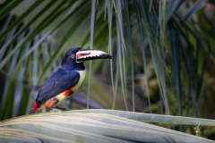 Collared-Aracari-II