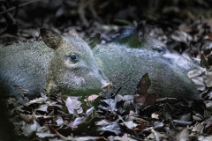 Collared-Peccary