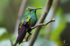 Coppery-headed-Emerald-I