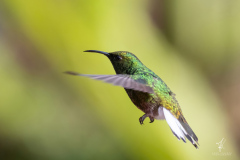 Coppery-headed-Emerald-II