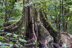Corcovado-Nationa-Park-III