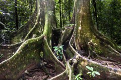 Corcovado-National-Park-IV