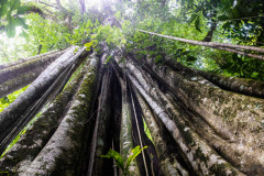 Corcovado-National-Park-IX