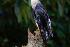 Crested-Caracara