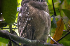 Crested-Owl