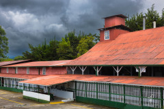 Doka-Estate-Coffee-Plantation-I