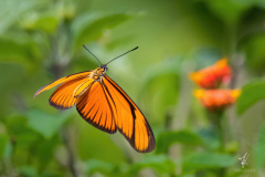 Dryas-Iulia-I