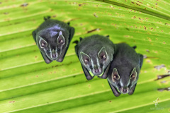 Dwarf-Fruit-Bat