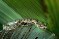 Eyelash-Viper-I