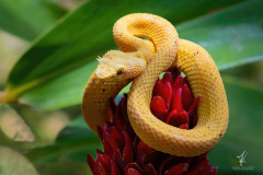 Eyelash-Viper-II