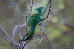 Frontal-Lobe-Basilisk-I