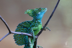 Frontal-Lobe-Basilisk-II