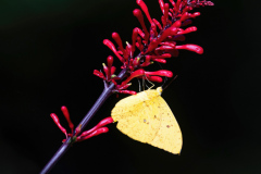 Gelling-Butterfly