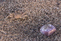 Ghost-Crab