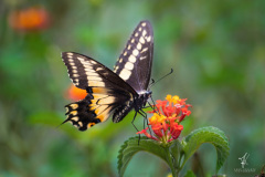 Giant-Swallowtail-II