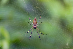 Giant-Wood-Spider