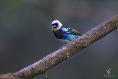 Golden-hooded-Tanager