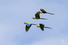 Great-Green-Macaw