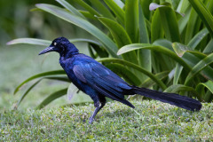 Great-tailed-Grackle