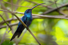 Green-Hermit