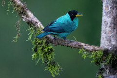 Green-Honeycreeper
