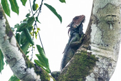 Green-Iguana-I