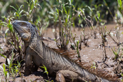 Green-Iguana-II
