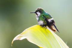 Green-Thorntail-I