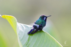 Green-Thorntail-III