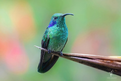 Green-Violetear-I