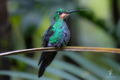 Green-crowned-Brilliant-I
