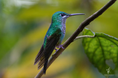 Green-crowned-Brilliant-II