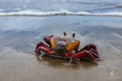 Halloween-Crab-I